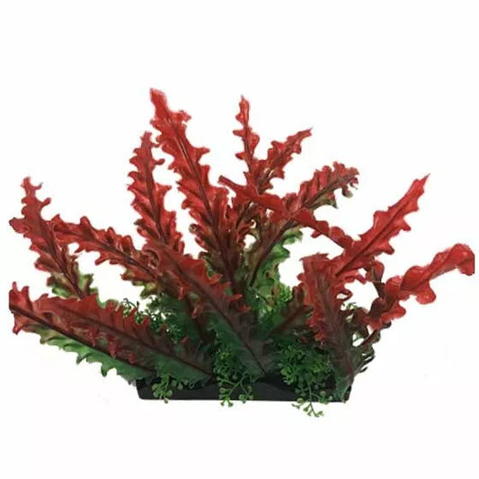 AQUA PLANT LARGE RED BUNCH PLANT EACH